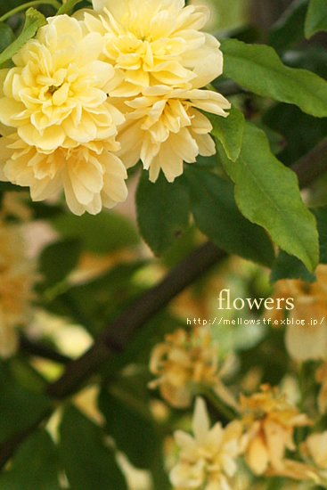 【グラバー園】　- ガーデンのお花たち -_d0124248_1973881.jpg