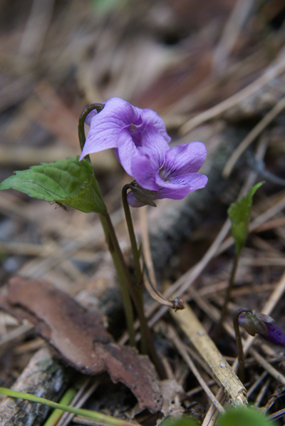 三瓶の花①_f0214649_102641.jpg