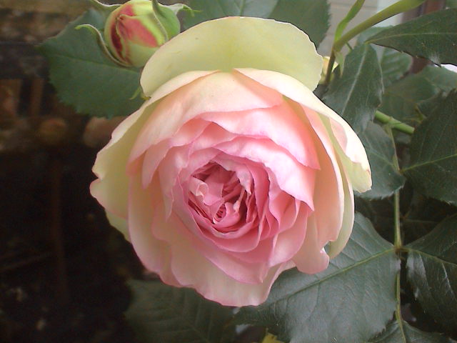 ５月の薔薇　その２。_e0060555_1829289.jpg