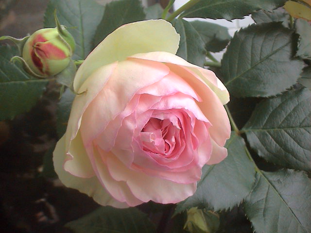 ５月の薔薇　その２。_e0060555_18324784.jpg
