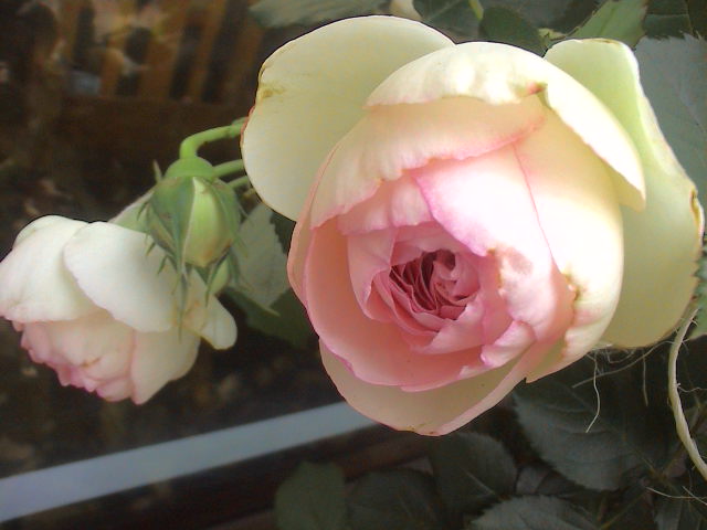 ５月の薔薇　その２。_e0060555_1836270.jpg
