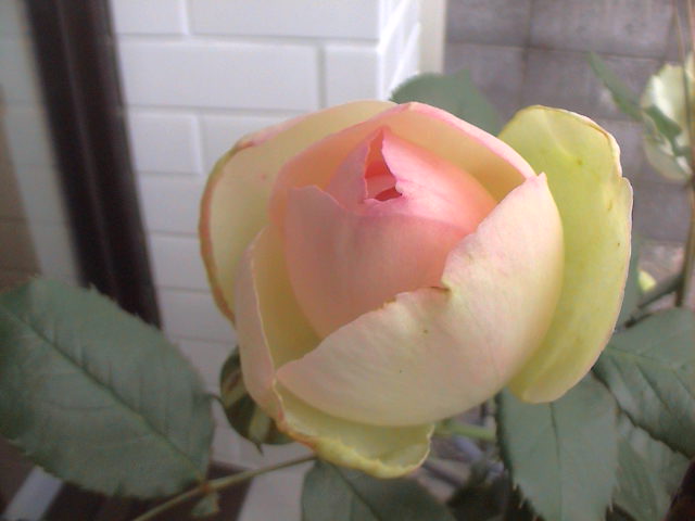 ５月の薔薇　その２。_e0060555_18421918.jpg