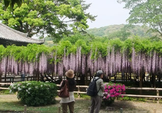 平等院の藤_e0139459_1695418.jpg