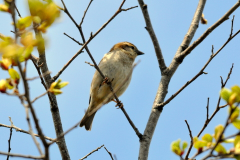 夏鳥・旅鳥・冬鳥の交差点。_b0165760_20224787.jpg