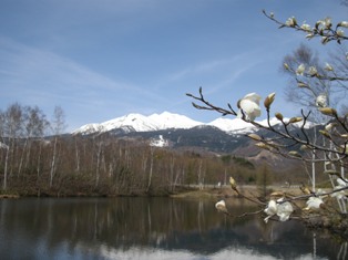 今年一番の暖かさ！　桜の花が咲きました☆_d0226767_1303780.jpg