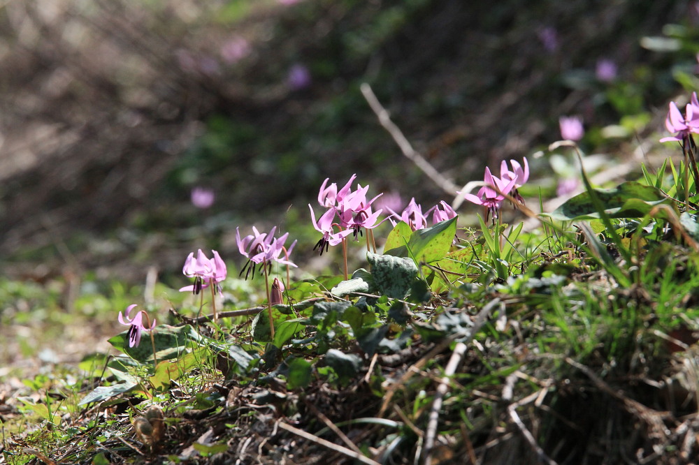 ヒメギフチョウ　　まだ処女だったのに。　　2011.5.7長野県_a0146869_55734.jpg