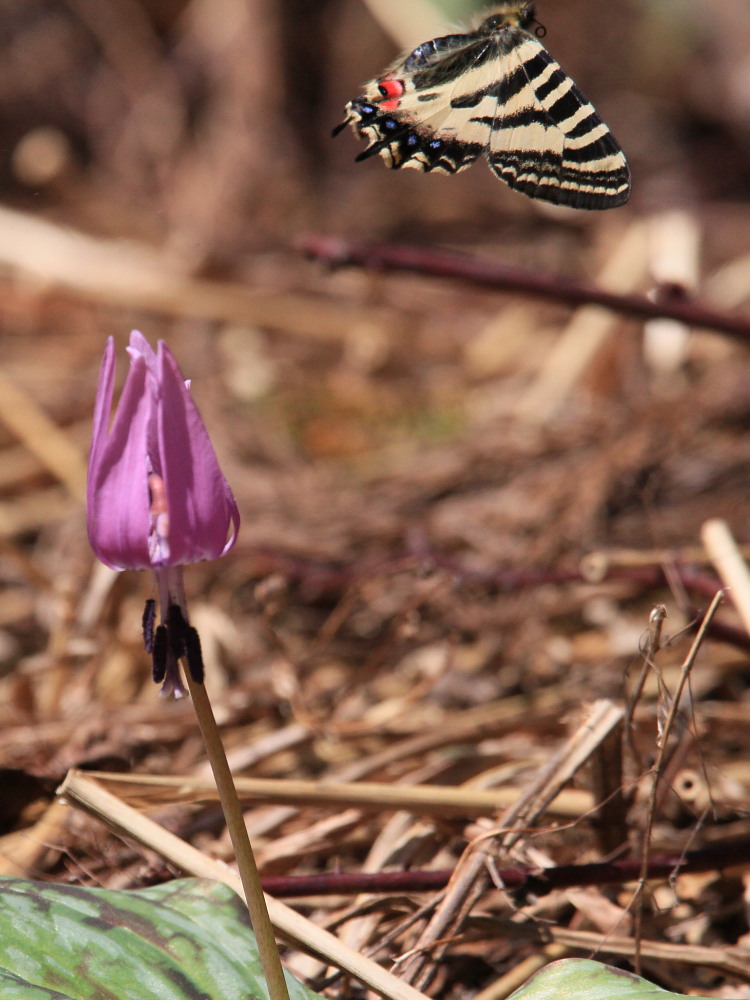 ヒメギフチョウ　　まだ処女だったのに。　　2011.5.7長野県_a0146869_581589.jpg