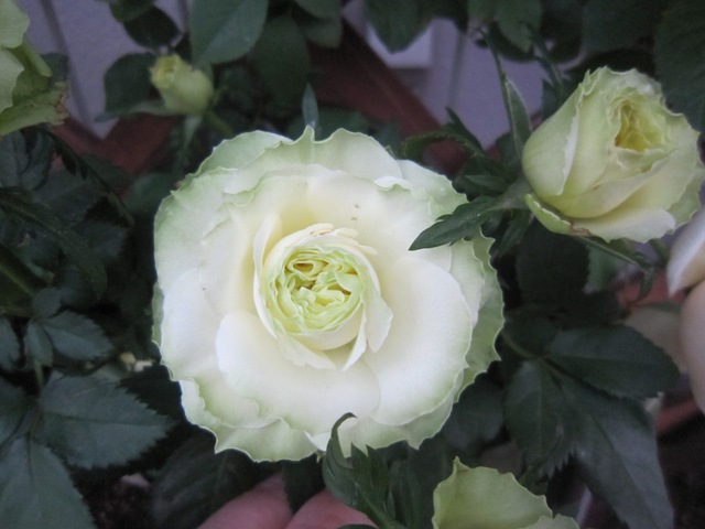 c0202870_8454847.jpg