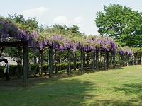 尾曳稲荷神社 2011 (館林市尾曳町) 【藤】_b0004675_20431117.jpg