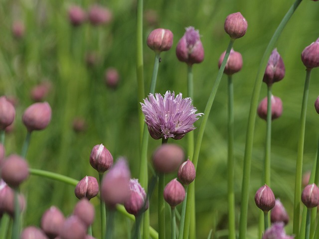 チャイブの花 自然風の自然風だより