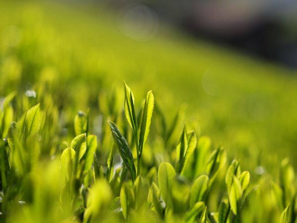 Tea plantation_b0221377_15371629.jpg