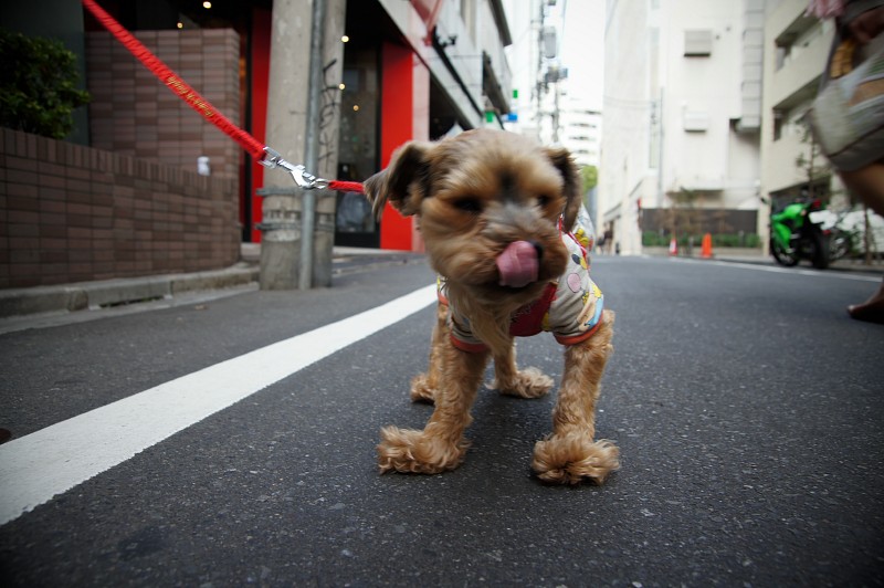お花見のわんこたち_c0109780_212286.jpg