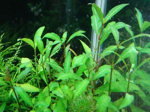 ハイグロフィラ Sp Kuttanadu 店内水草 植物情報 ハイグロフィラ Sp Kuttanadu 店内水草 植物情報