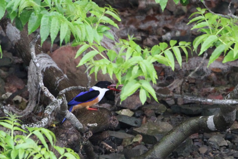 ヤマショウビン　対馬一日目_f0022486_0431155.jpg