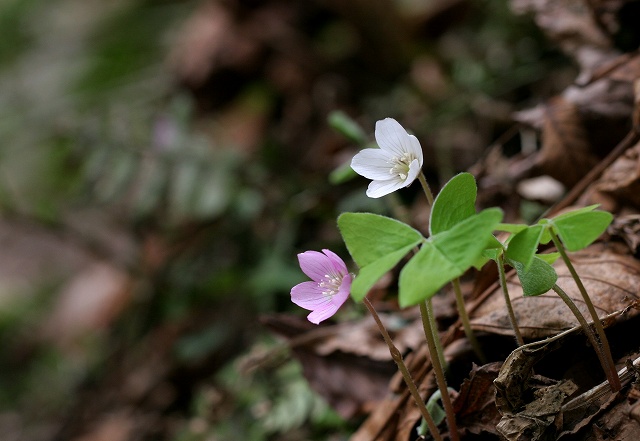 再び奥伊吹　---　その3　花いろいろ_f0000789_11143872.jpg