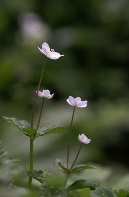 再び奥伊吹　---　その3　花いろいろ_f0000789_11152110.jpg