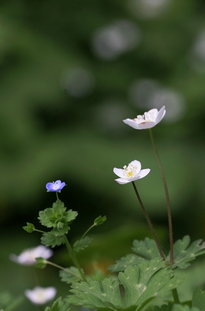 再び奥伊吹　---　その3　花いろいろ_f0000789_1116419.jpg