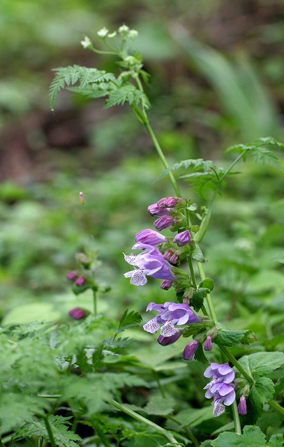 f0000789_11211184.jpg