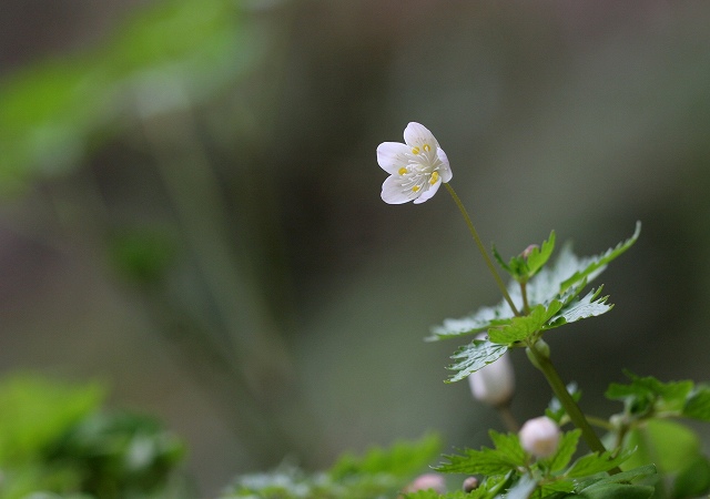 再び奥伊吹　---　その3　花いろいろ_f0000789_112532.jpg