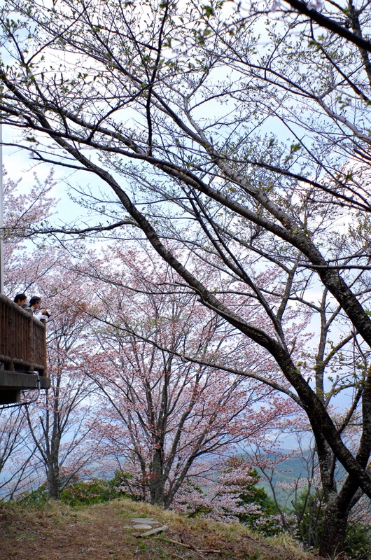 まだまだ「桜」載せます ～ 吉野奥千本への道 編 ④_b0138101_205513.jpg