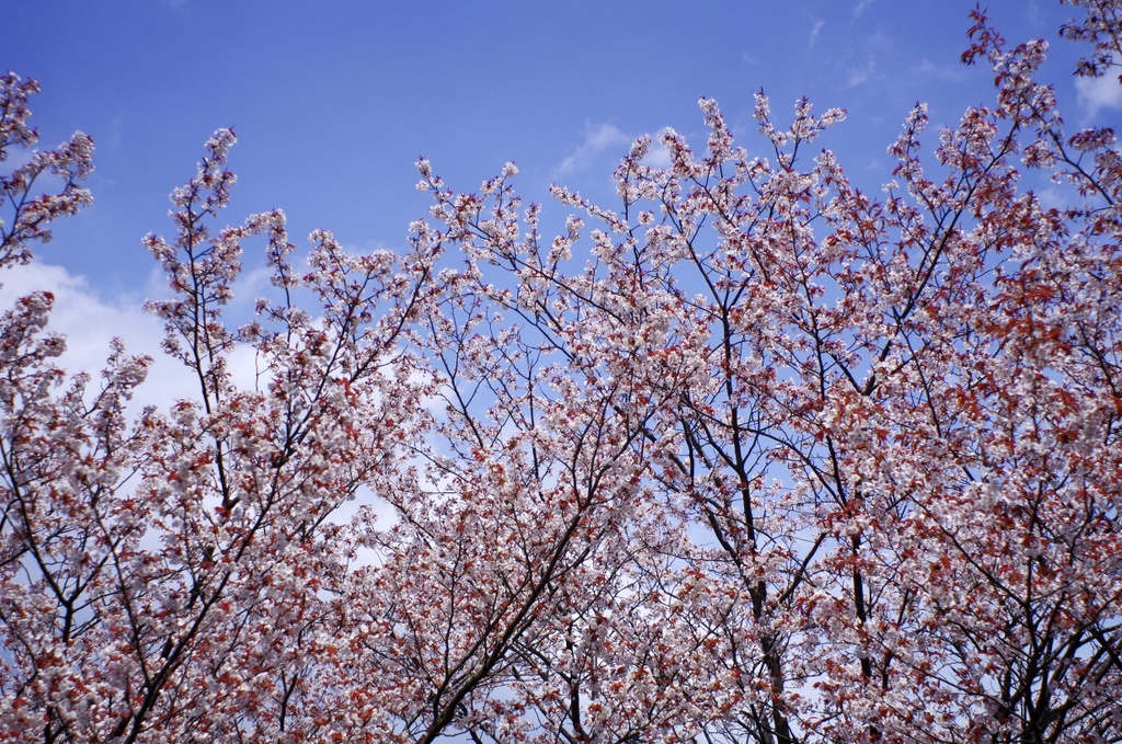 まだまだ「桜」載せます ～ 吉野奥千本への道 編 ④_b0138101_206562.jpg