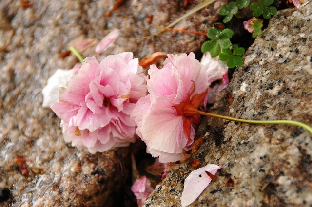 千本ゑんま堂の普賢象桜_a0169902_16181932.jpg