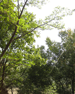 c0128402_1132412.gif