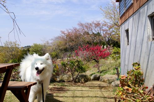 食べ物の事でゴチャゴチャ言ってはいけません_d0149103_6522013.jpg