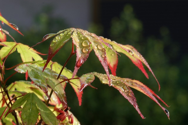 雨に魅せられて・・・_e0039703_00156.jpg