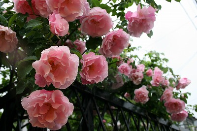 b0199304_16201348.jpg