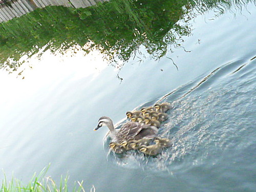 e0131506_010033.jpg