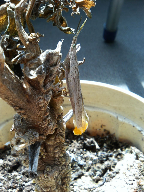 おしりから白い泡とオレンジ色の液体が 昆虫ブログ むし探検広場