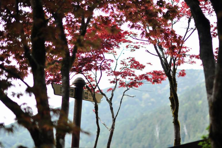 太平山 3 紅葉篇2 2 自然就好 太平山 3 紅葉篇2 2 自然就好