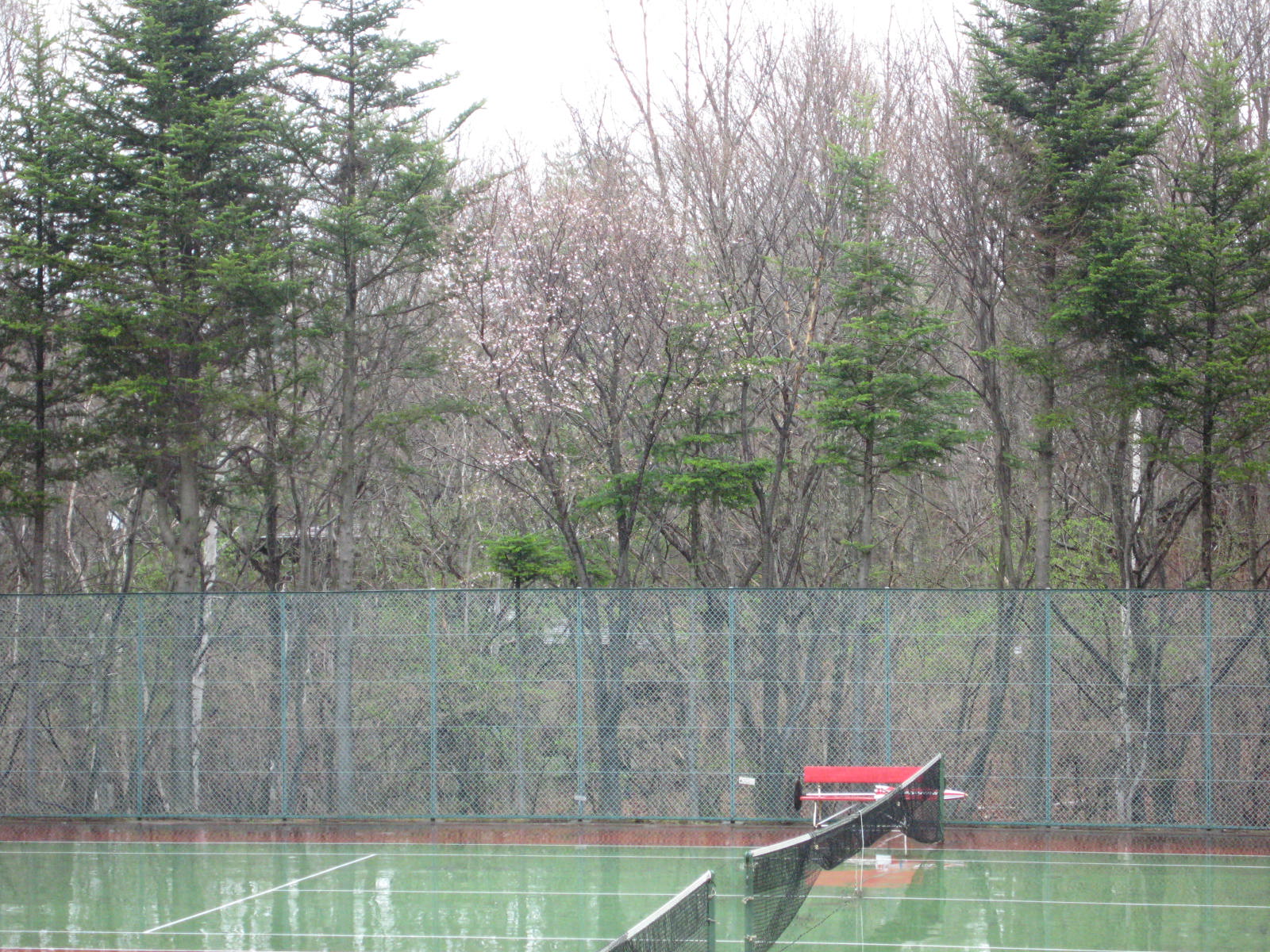 山桜の季節_f0146620_2291497.jpg