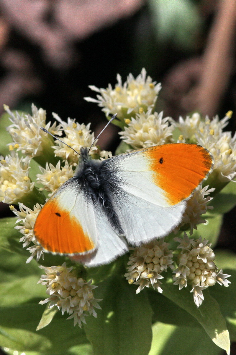 20110508 信濃の散歩道：クモマツマキチョウ_d0090322_858355.jpg