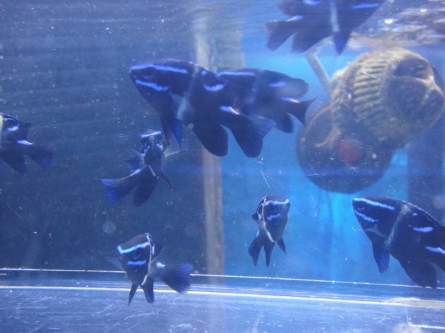 海水魚・サンゴ・水草・淡水魚_f0189122_1323211.jpg