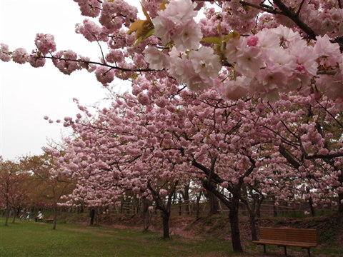 b0147224_2372456.jpg