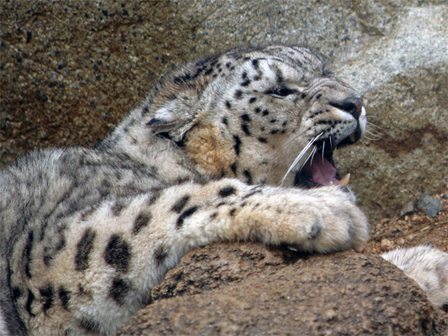 神戸市立王子動物園・22_e0193624_11591986.jpg