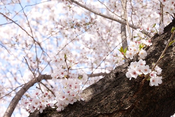 背割堤地区の桜並木_a0166729_2059556.jpg