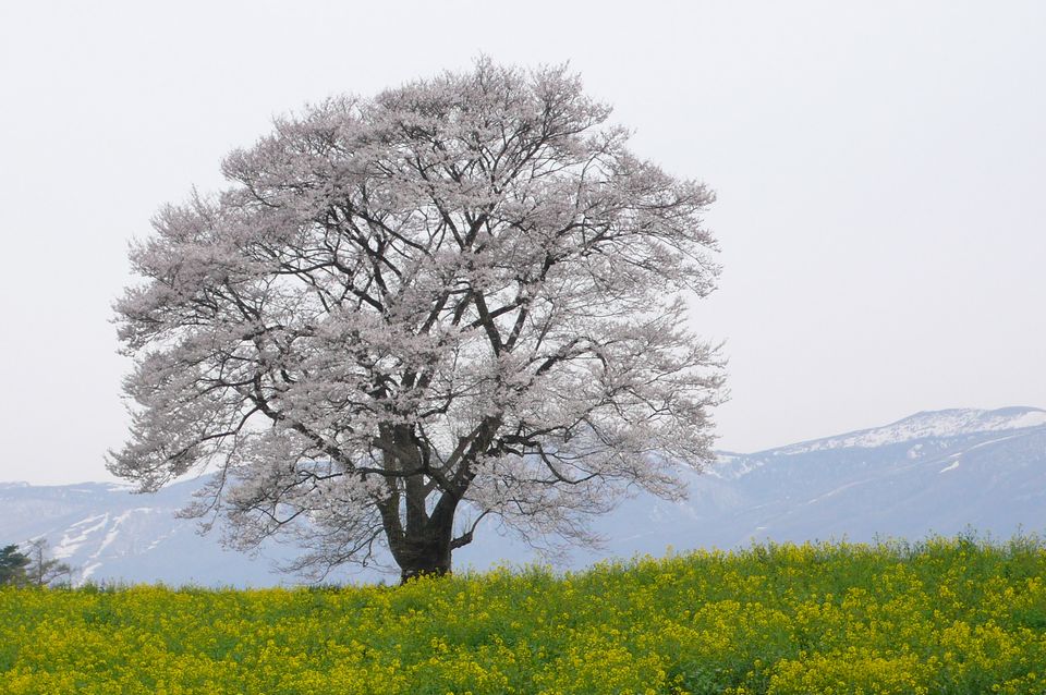 花便り Part4 ＠　岩手県　一本桜_b0113231_8534096.jpg