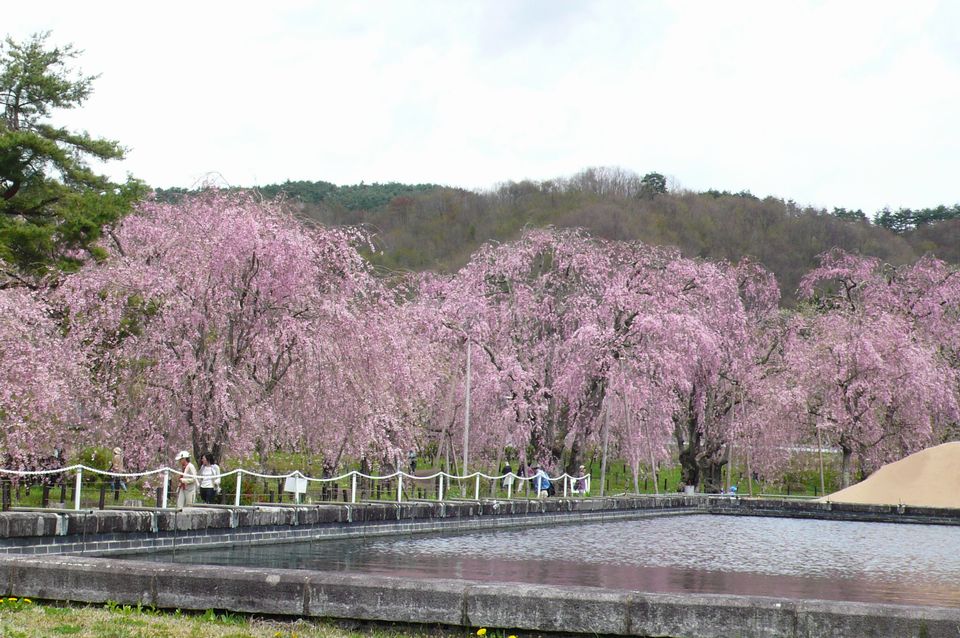 花便り Part4 ＠　岩手県　一本桜_b0113231_8563673.jpg