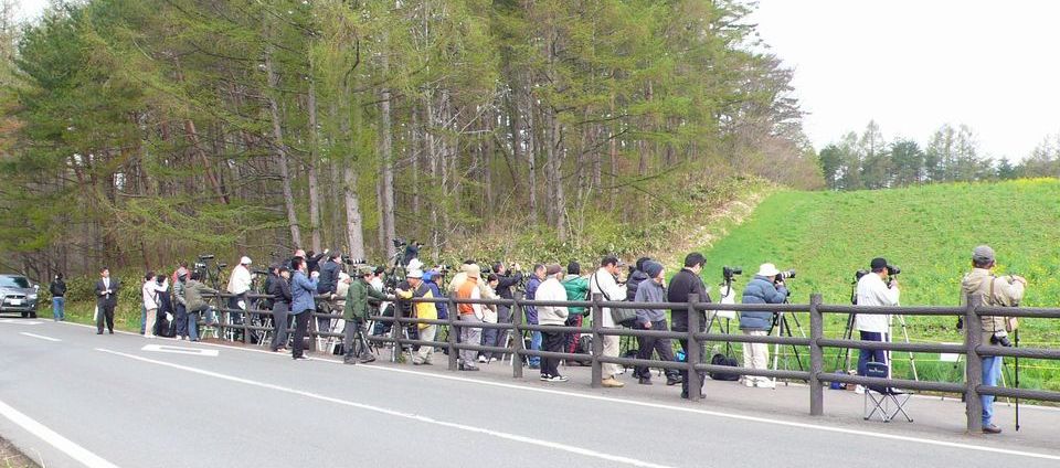 花便り Part4 ＠　岩手県　一本桜_b0113231_912248.jpg