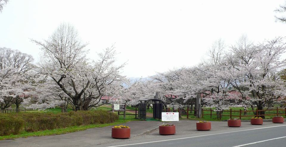 花便り Part4 ＠　岩手県　一本桜_b0113231_915529.jpg