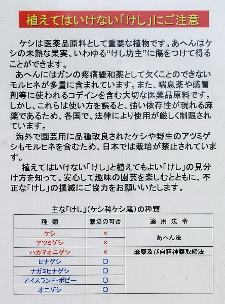 法律で栽培が禁止されているケシの花たち その2 さんじゃらっと blog