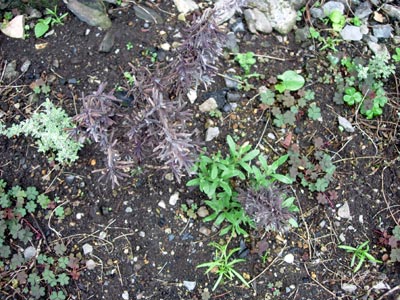 e0097534_15412365.jpg