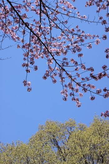 念願の桜と青空♪♪_b0006537_2082811.jpg