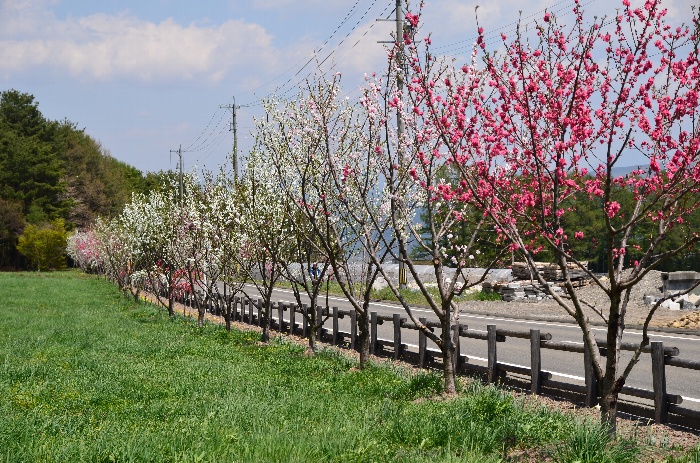 花盛りの街道_c0050853_22541944.jpg