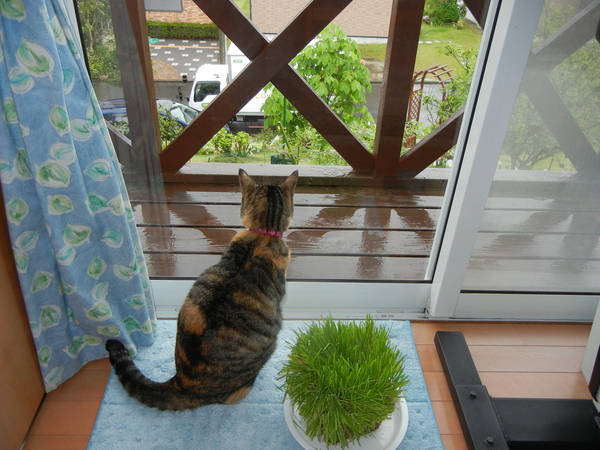 2011年5月11日(水)雨の日も楽し♪_f0060461_233325.jpg