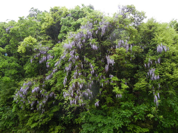 2011年5月11日(水)雨の日も楽し♪_f0060461_2363977.jpg