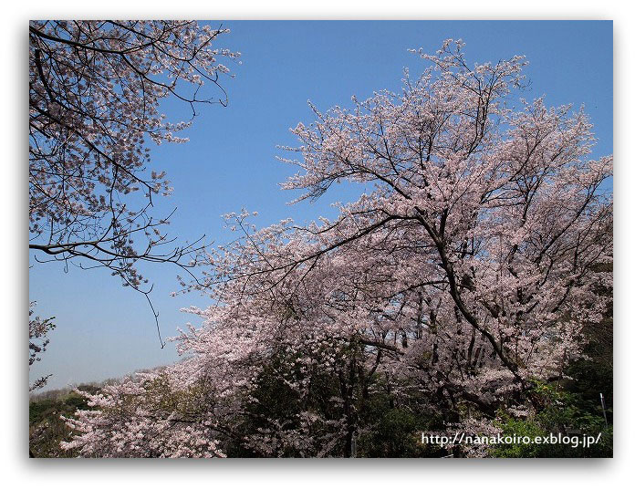 今年最後の桜の風景_e0153963_2311544.jpg